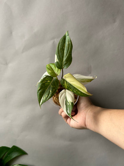 Philodendron Gloriosum Tricolor aka Galaxy