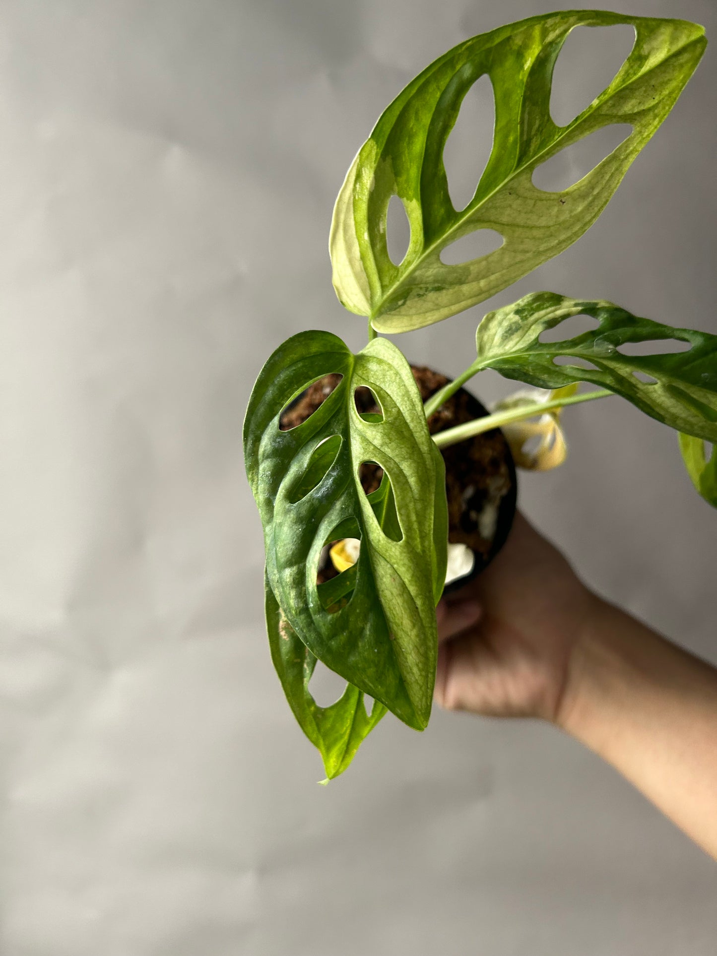 Monstera Adansonii Tricolor aka Albo