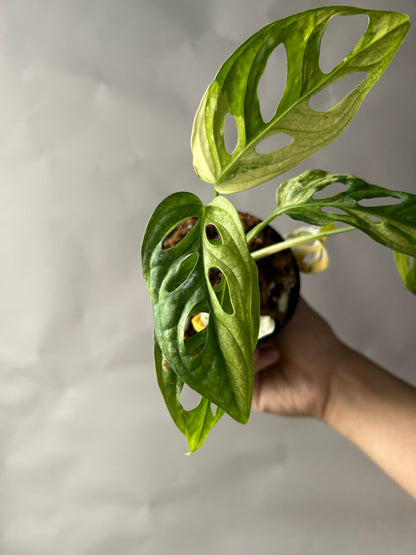 Monstera Adansonii Tricolor aka Albo