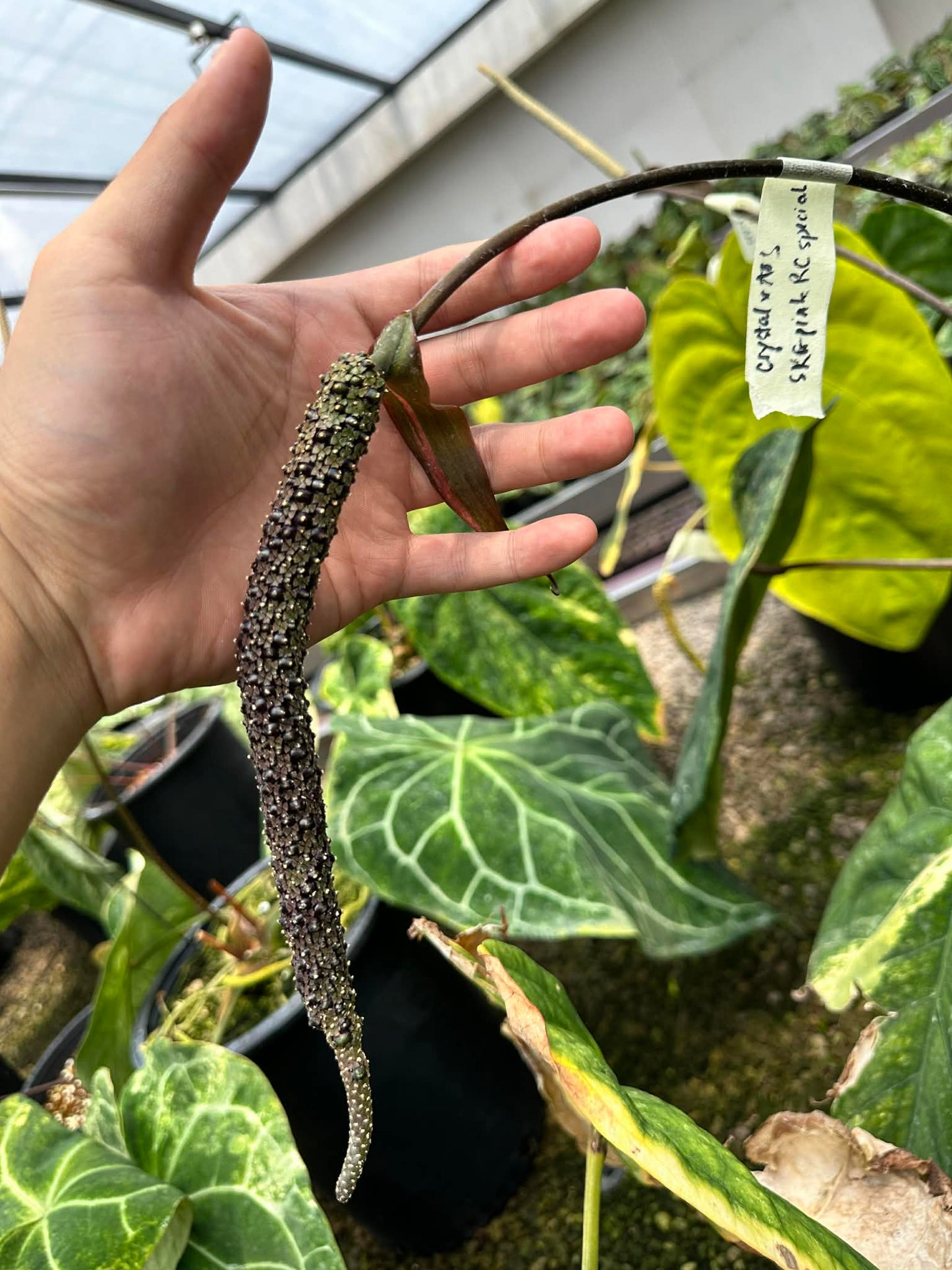 Anthurium Seed Set