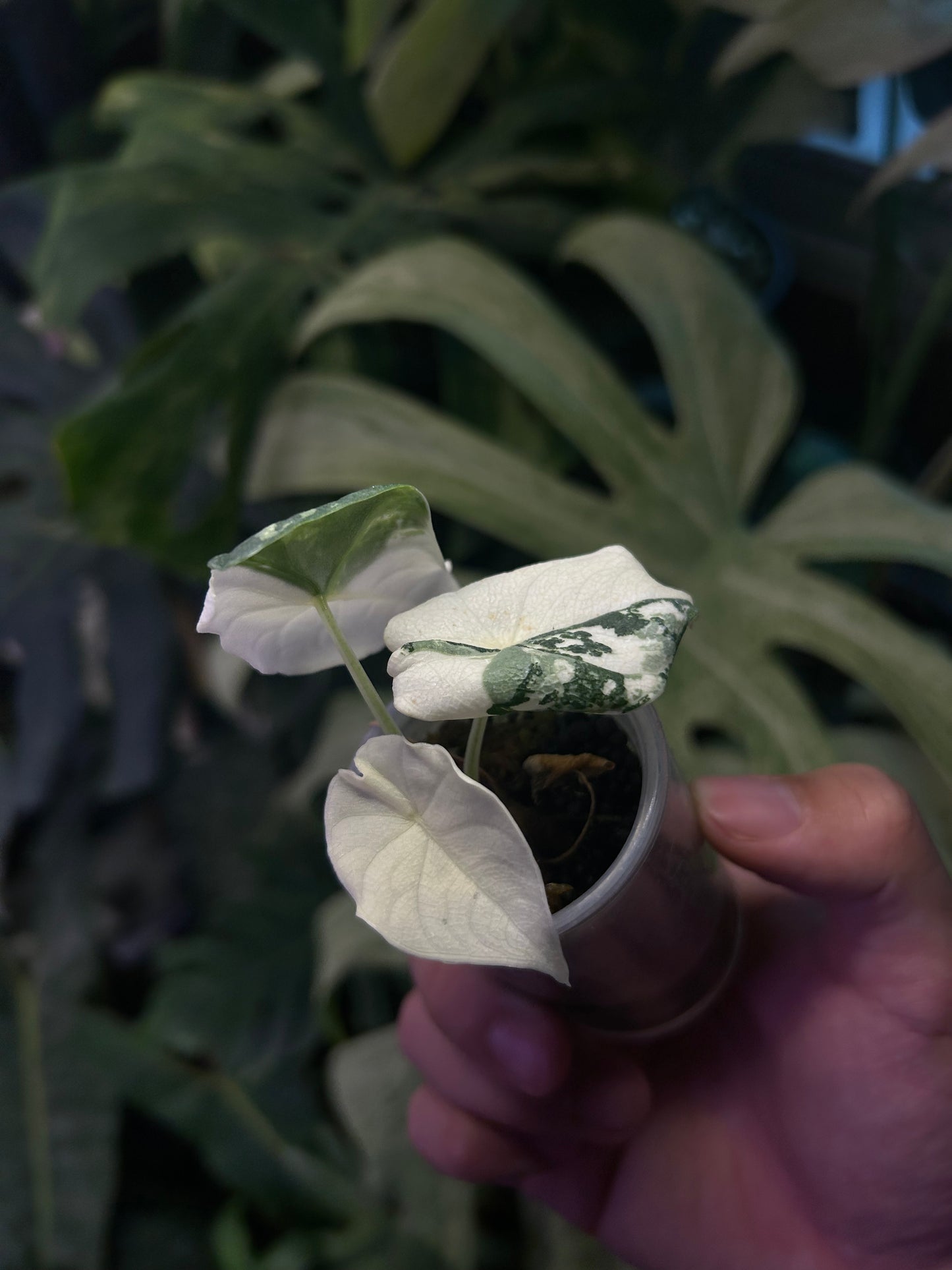 Alocasia Melo Albo