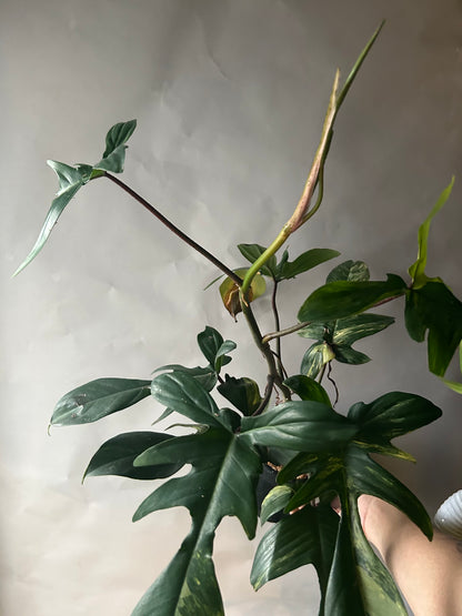 Philodendron Florida Beauty