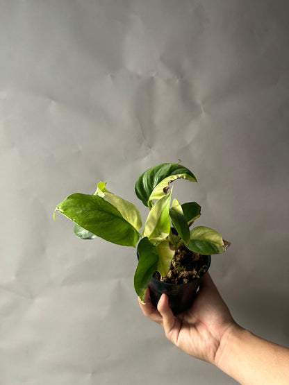 Rhaphidophora Tetrasperma Albo