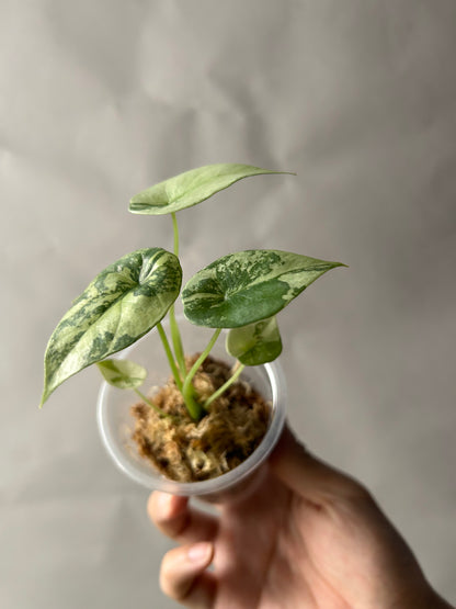 Alocasia Sinuata Albo