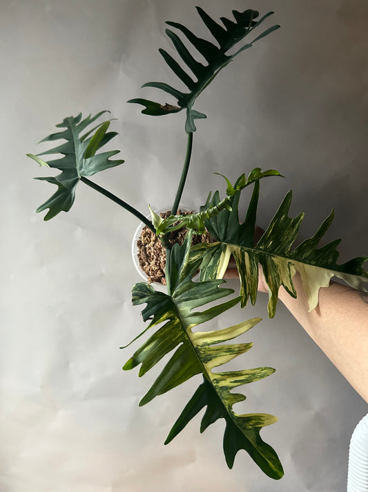 Philodendron Florida Beauty x Tortum