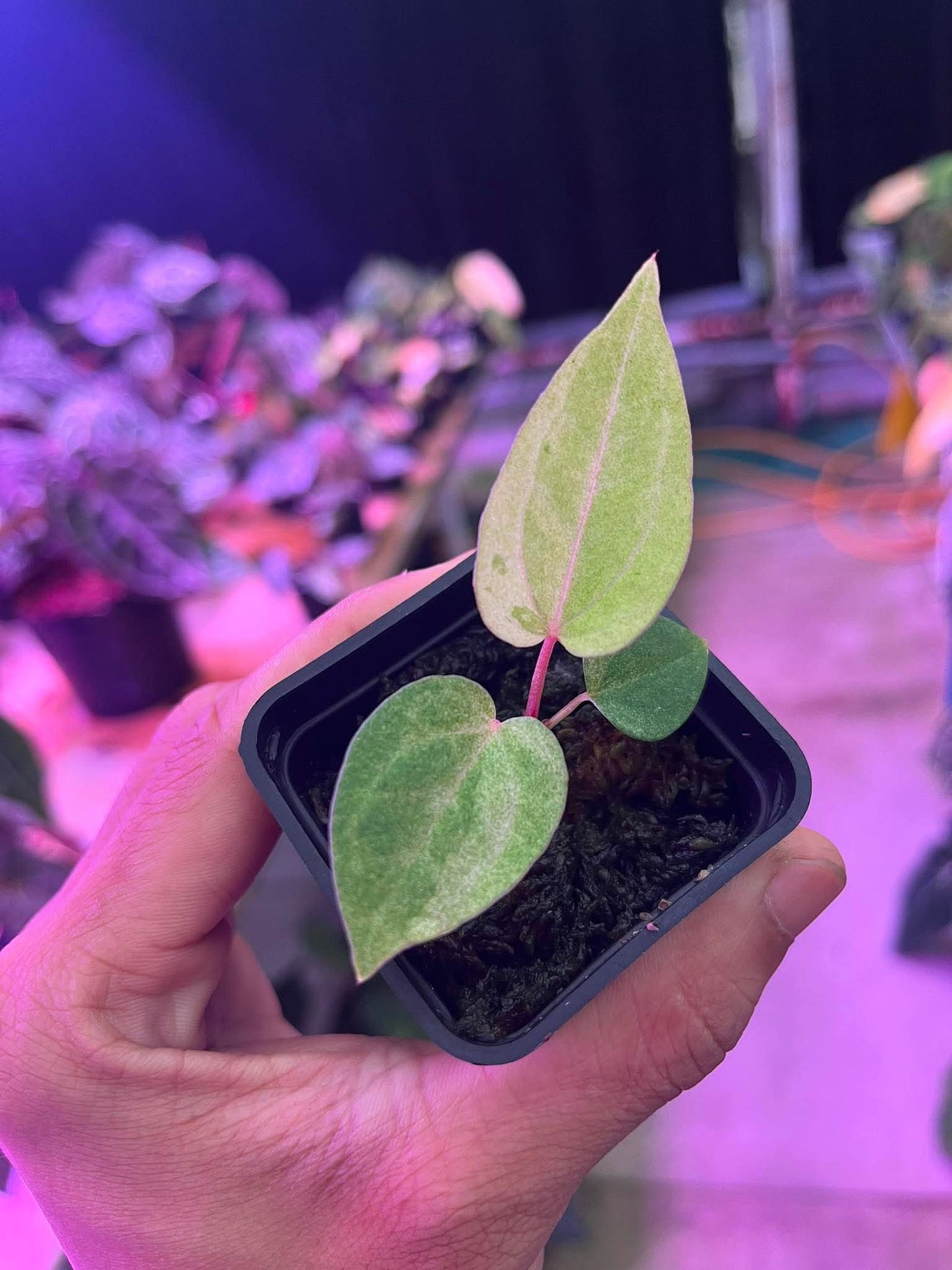 Variegated Anthurium (Pap Var x RL) Var x (Docblock x RVDP) by Han Kirok