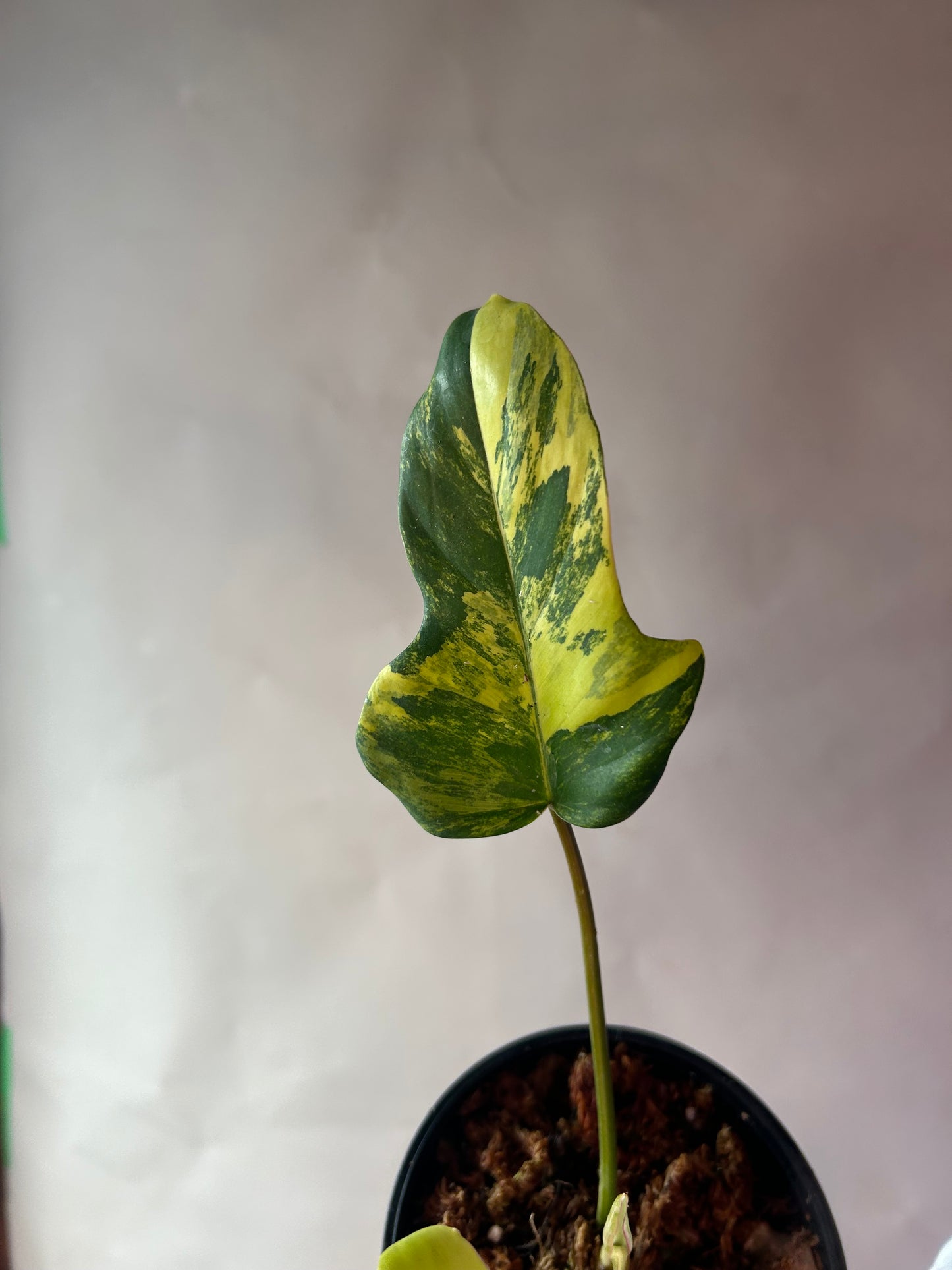Philodendron Flobe x Mayoi (Kitina)