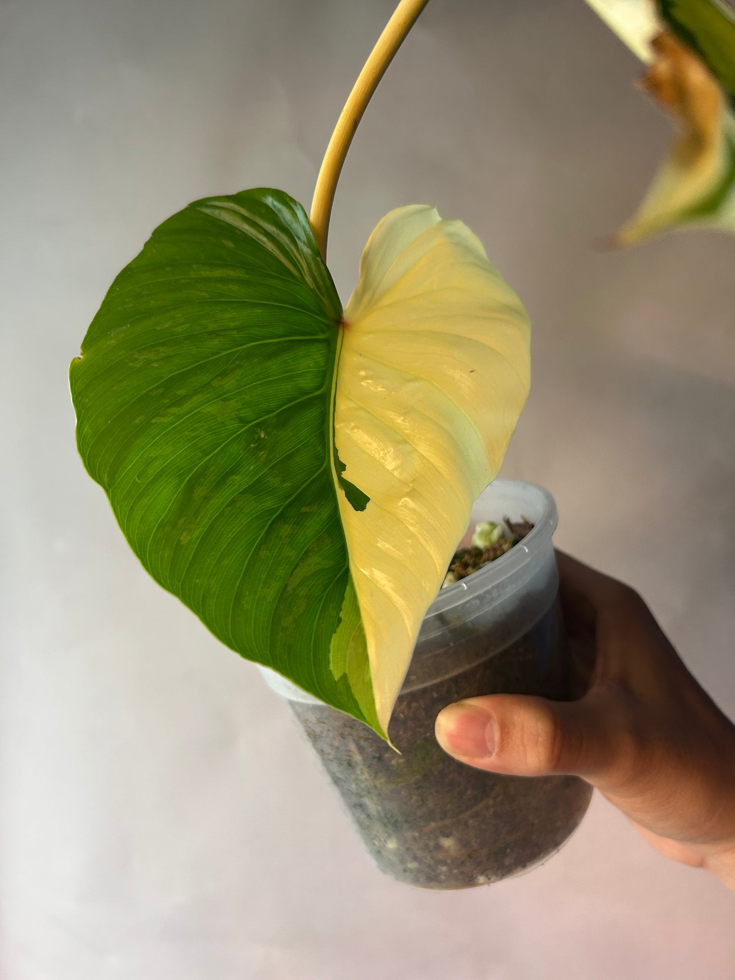 Philodendron Pastazanum Albo