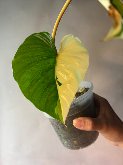 Philodendron Pastazanum Albo