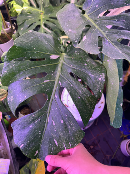 Monstera Fishbone