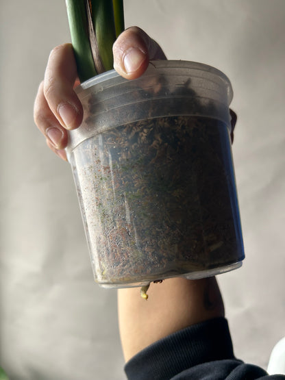 Monstera Deliciosa Green-On-Green