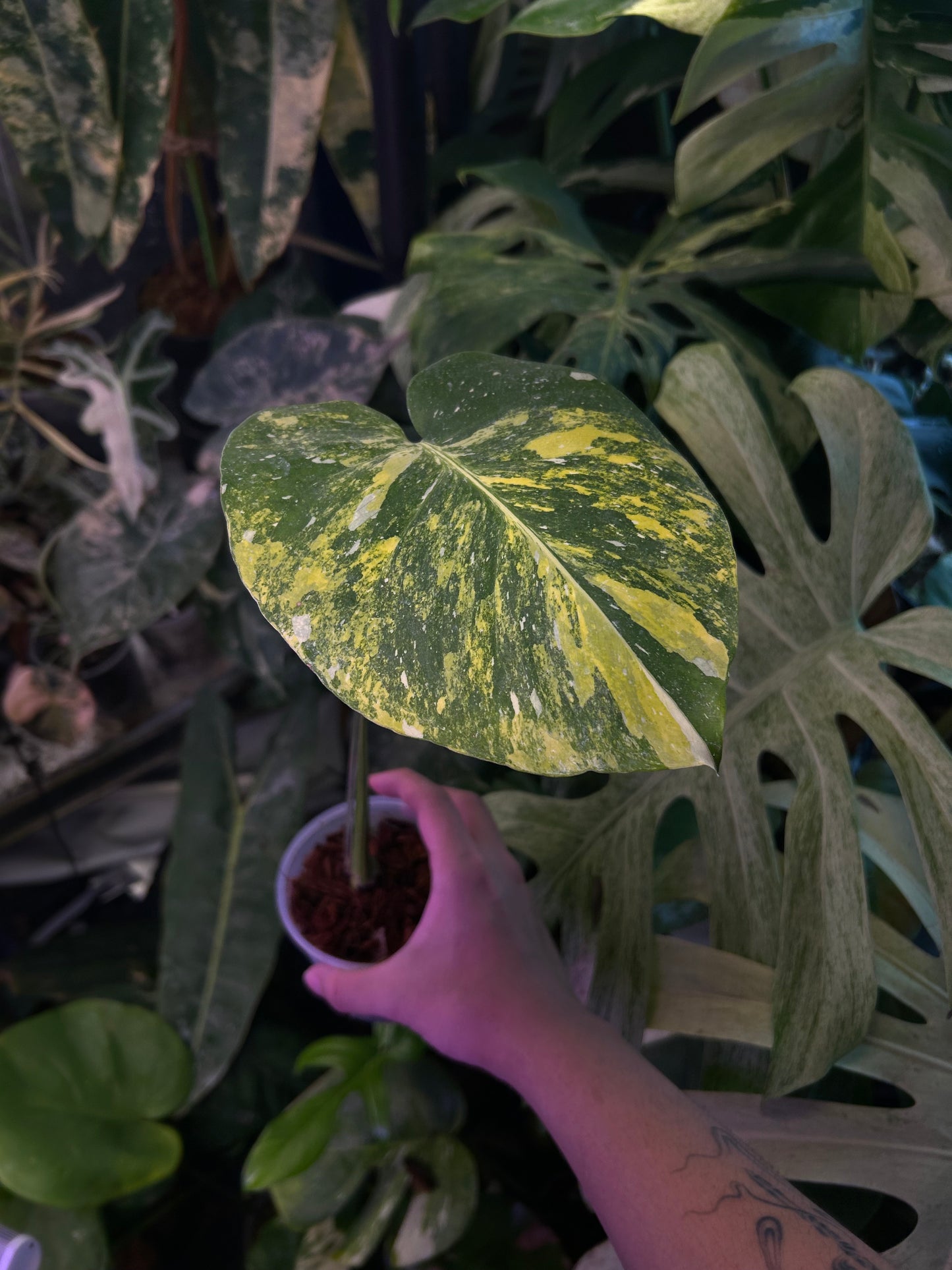 Monstera Miracle