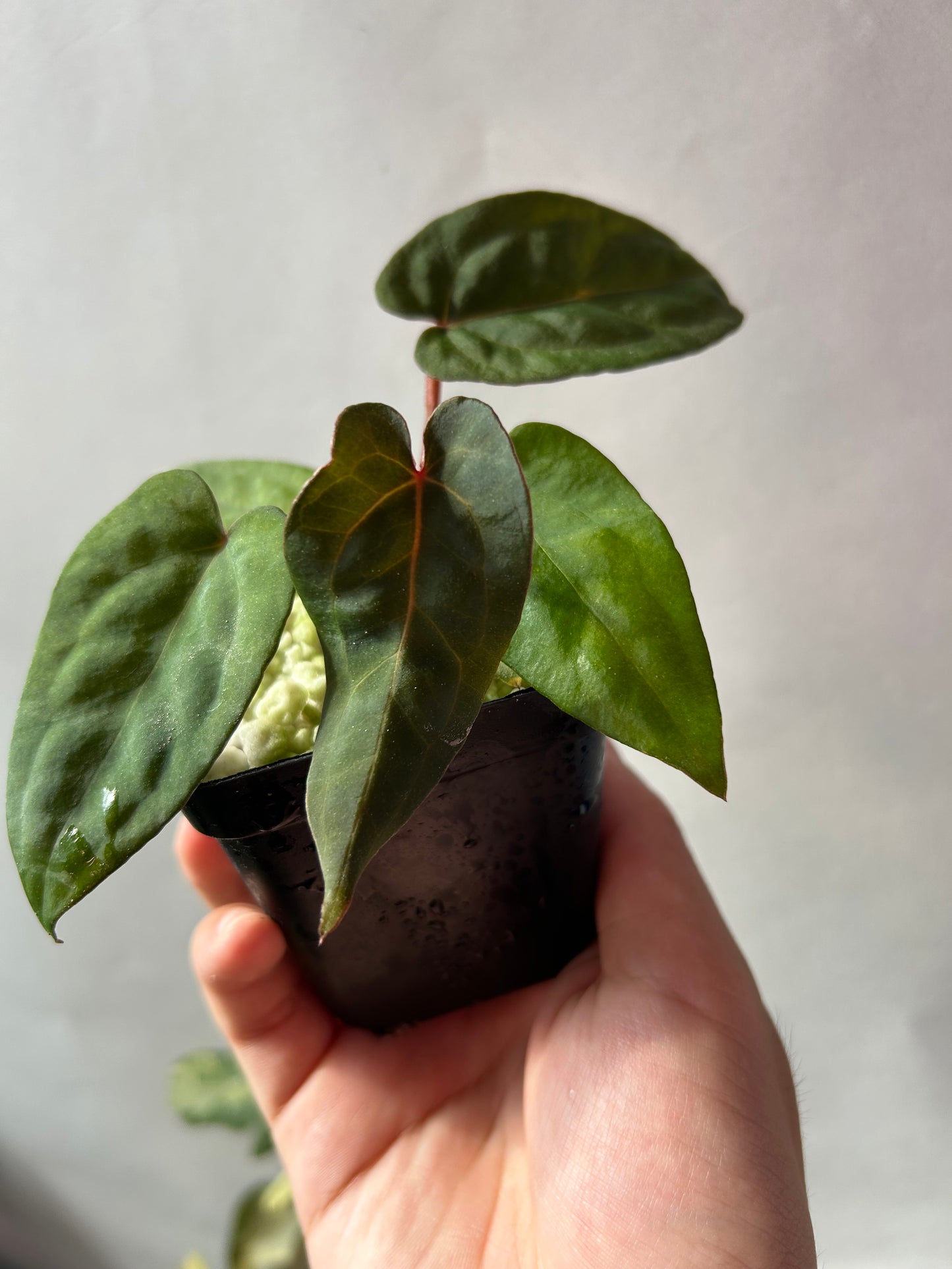 Anthurium Red Chocolate x (Ree Garden x RL )