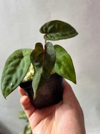 Anthurium Red Chocolate x (Ree Garden x RL )