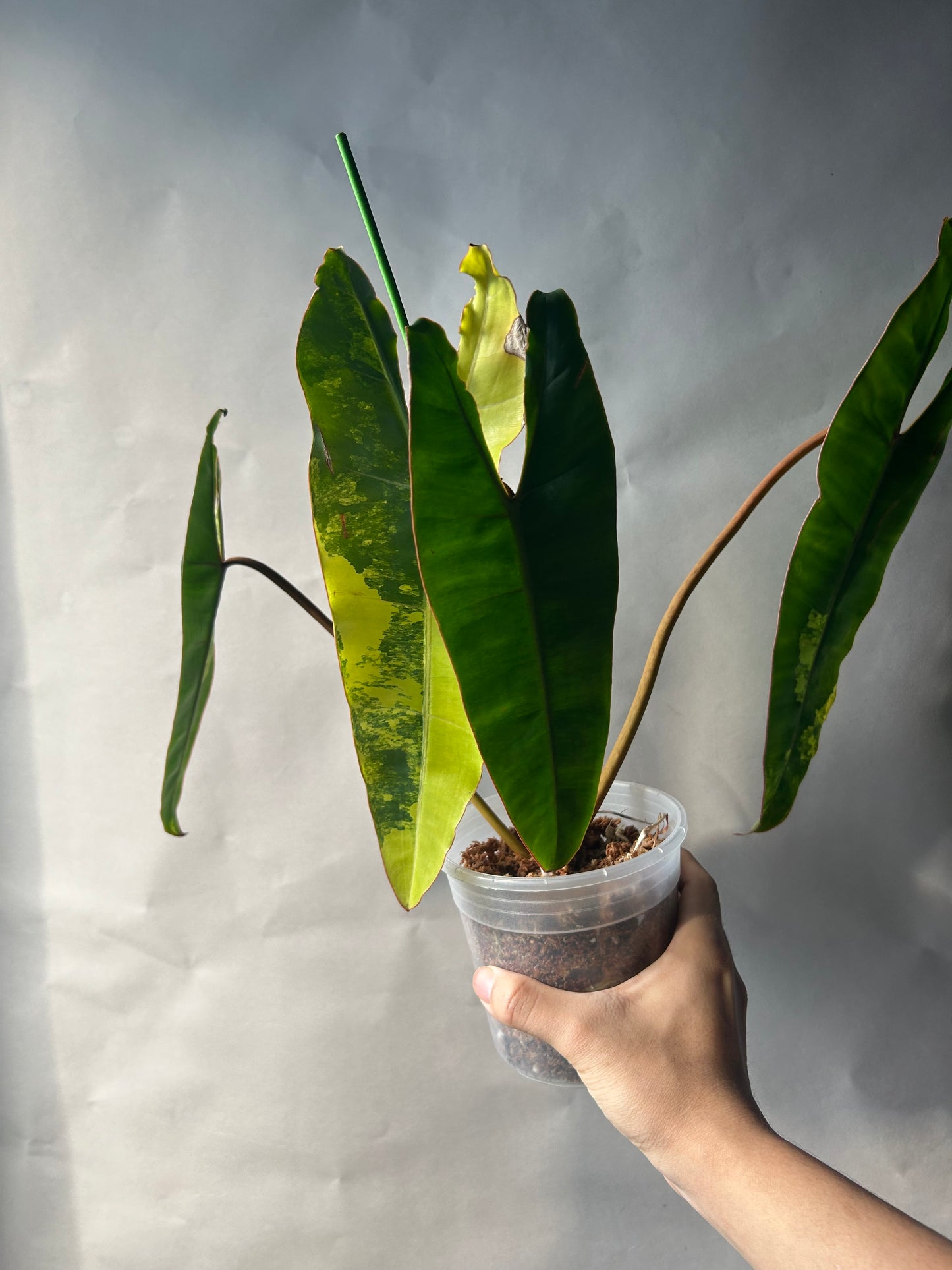 The Never Out Trend Philodendron Combo