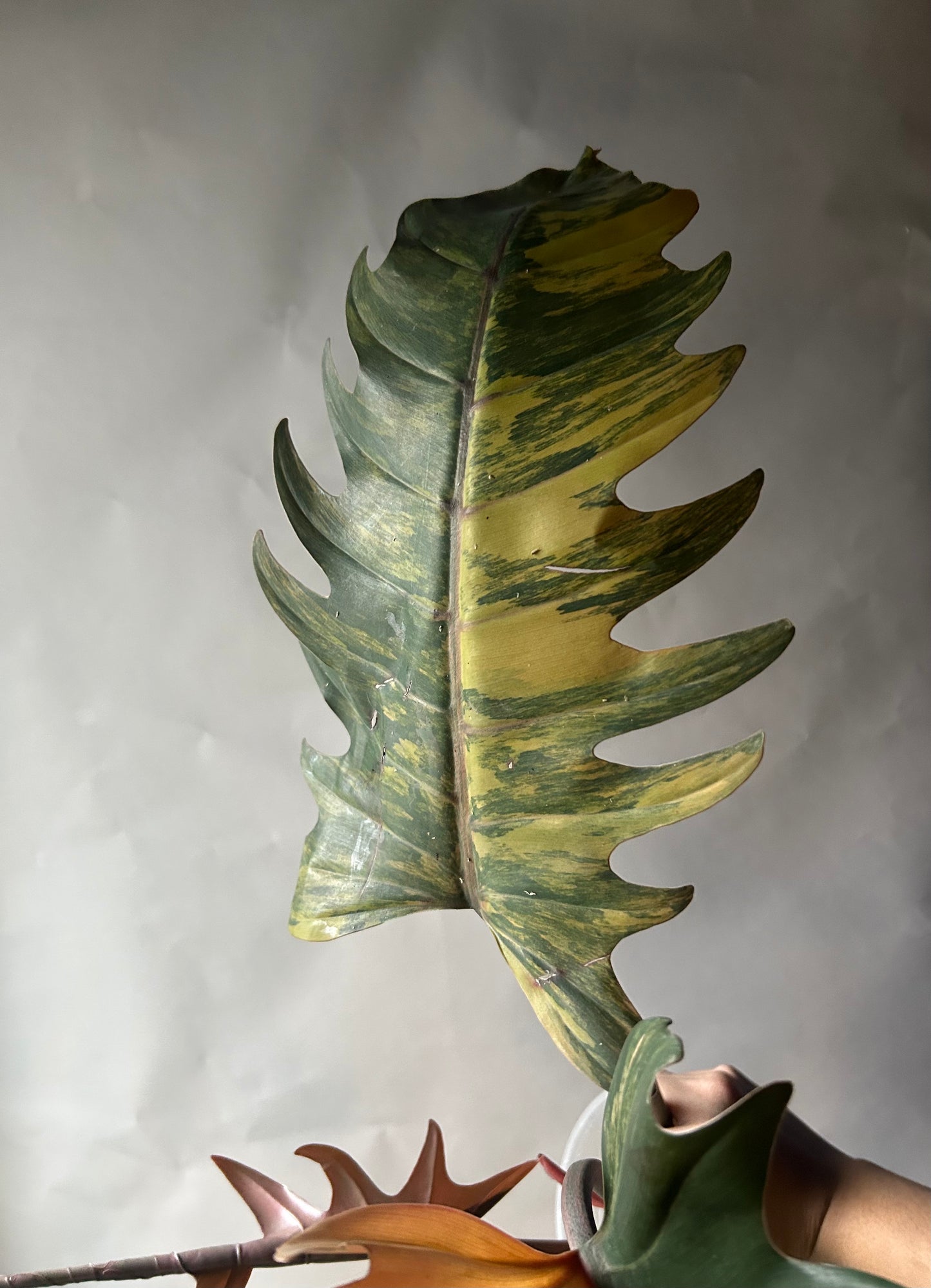 The Never Out Trend Philodendron Combo