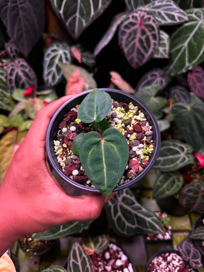 Anthurium (Carlablackie ‘District’ x Carlablackie RA8) S1