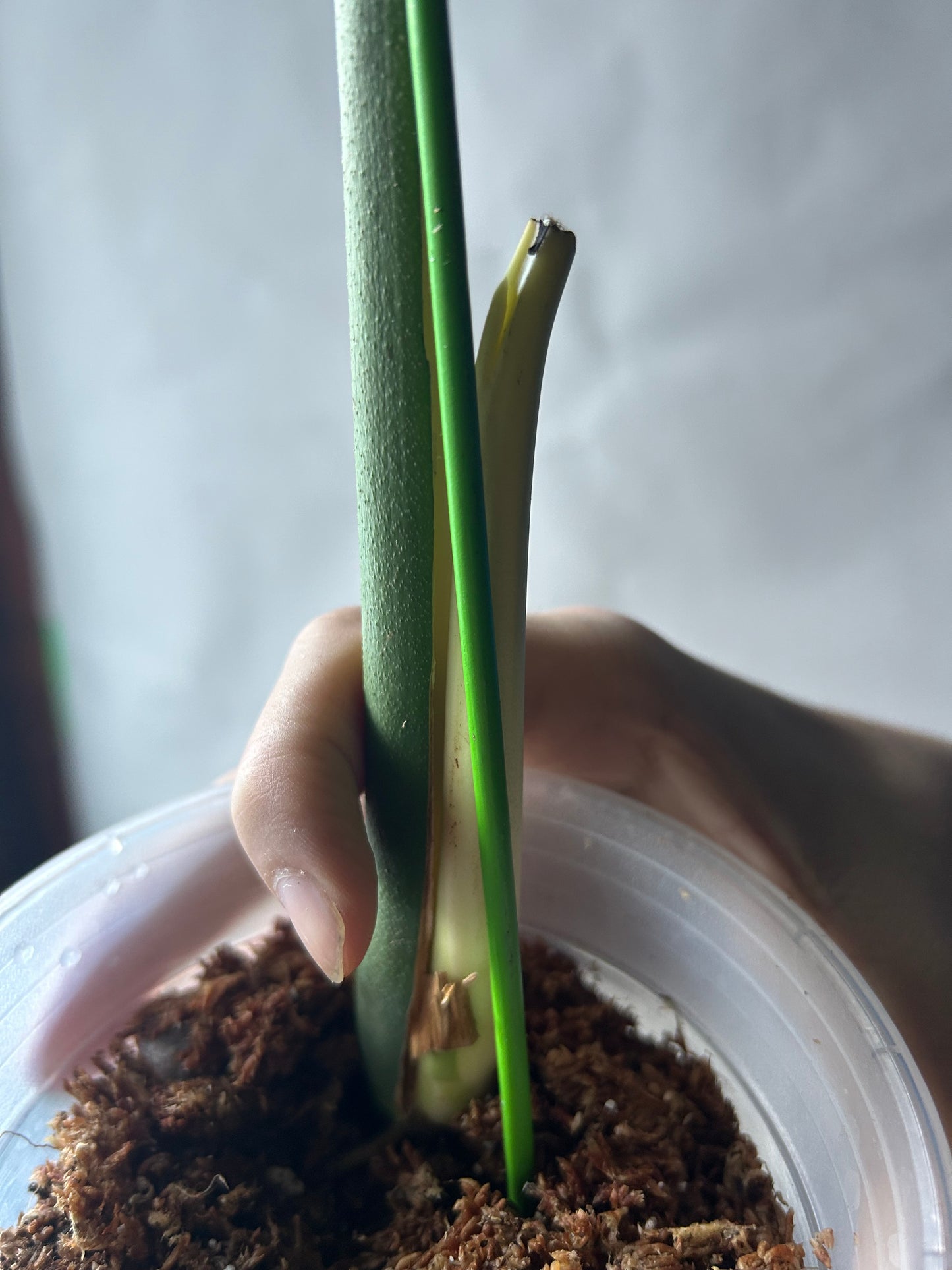 Monstera Deli X Bors Mint ( Jungle Mint) Top Cut