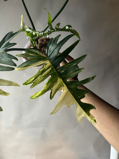 Philodendron Florida Beauty x Tortum