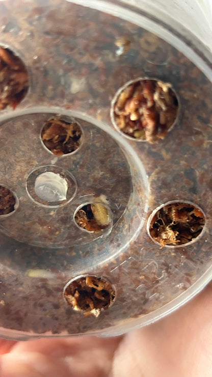 Monstera Matcha Mint