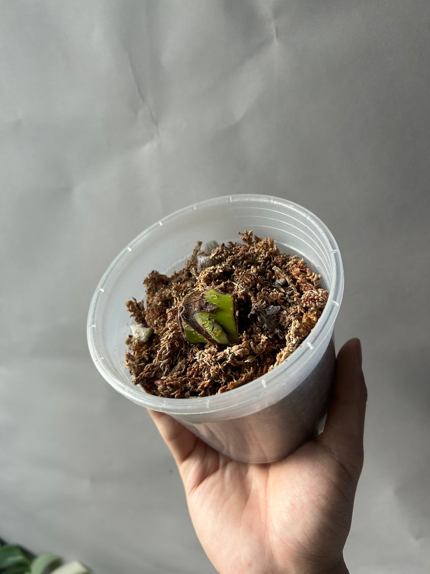 Philodendron Pastazanum Albo