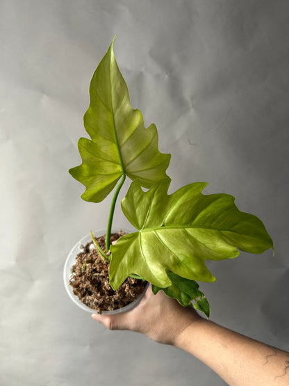 Philodendron Radiatum Variegated