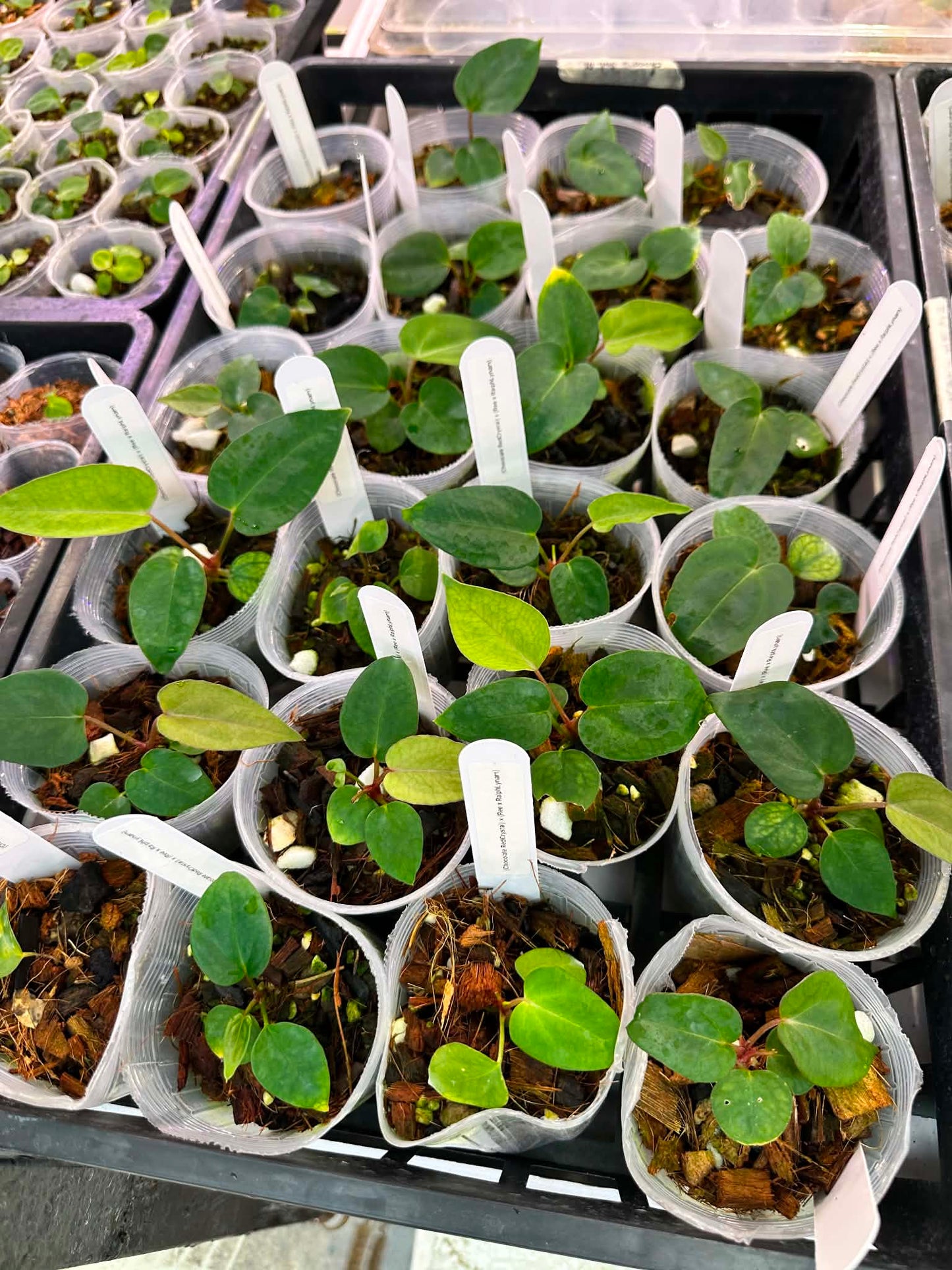Anthurium Choco RC x ( Ree x RL) Seedlings
