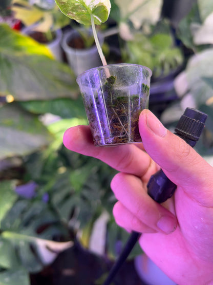 Alocasia Azlanii Pink (Corm Grow)