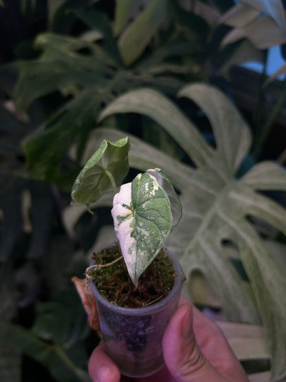 Alocasia Melo Albo ( Corm Grow )