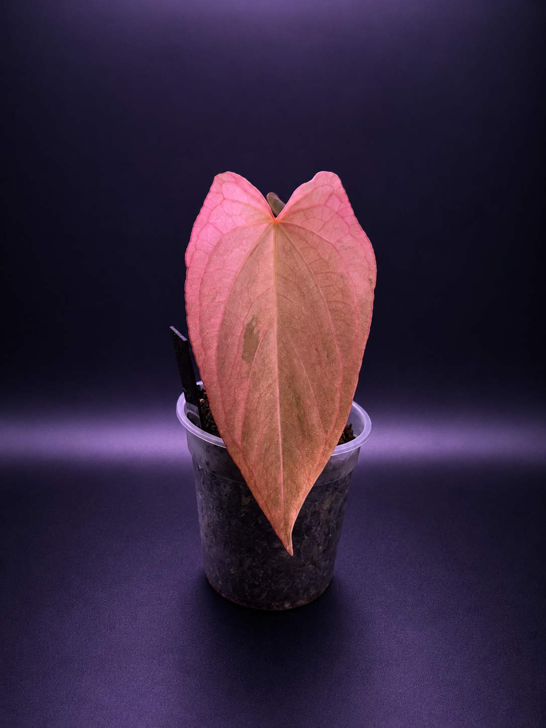 Pink Mint Variegated Anthurium Dressleri x RVDP S1 from Han Kirok