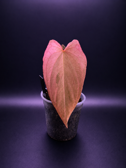 Pink Mint Variegated Anthurium Dressleri x RVDP S1 from Han Kirok