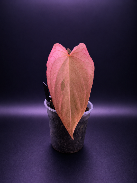 Pink Mint Variegated Anthurium Dressleri x RVDP S1 from Han Kirok