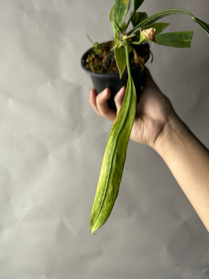Anthurium Vittarifolium Variegated