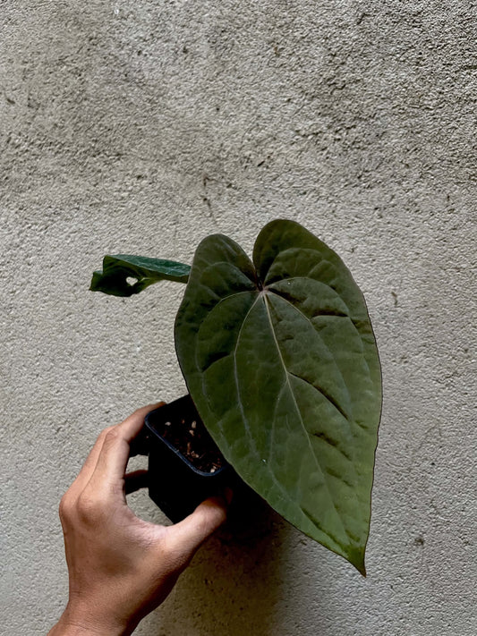 Anthurium Dressleri x RVDP by Han Kirok