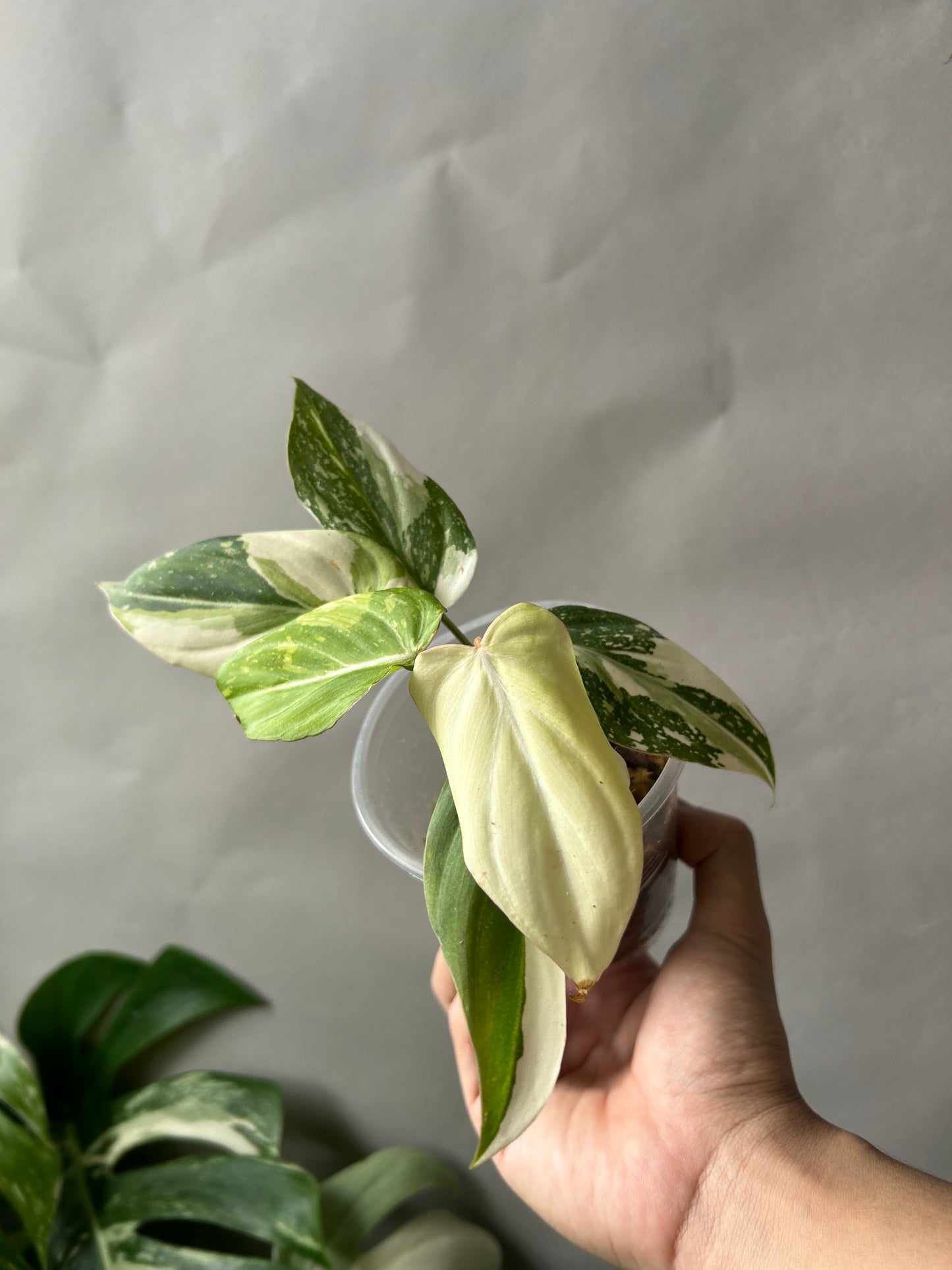 Philodendron Gloriosum Tricolor aka Galaxy