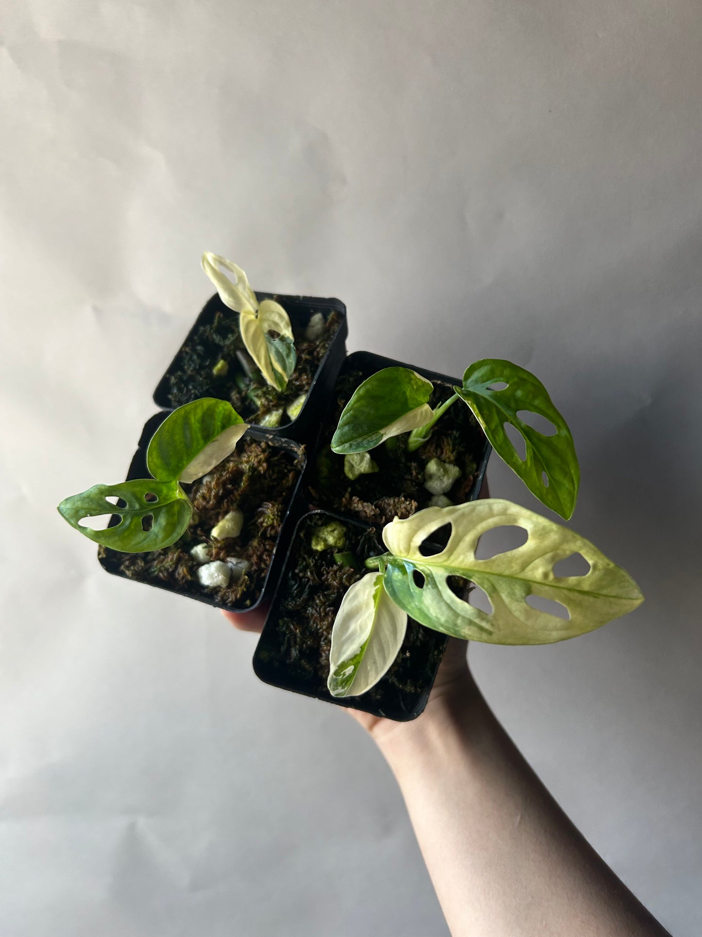Set of 4 Monstera Adansonii Tricolor aka Albo