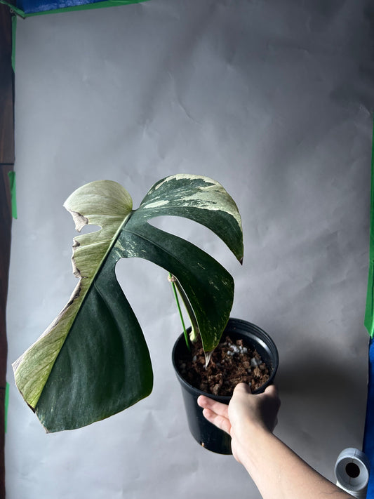 Monstera Deli x Bors Mint ( Jungle Mint) Cutting