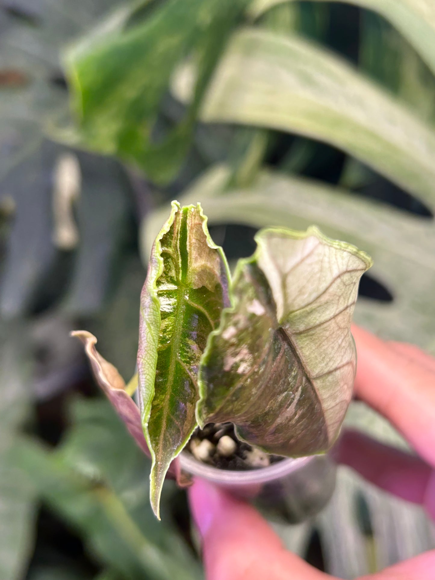 Alocasia Azlanii Pink