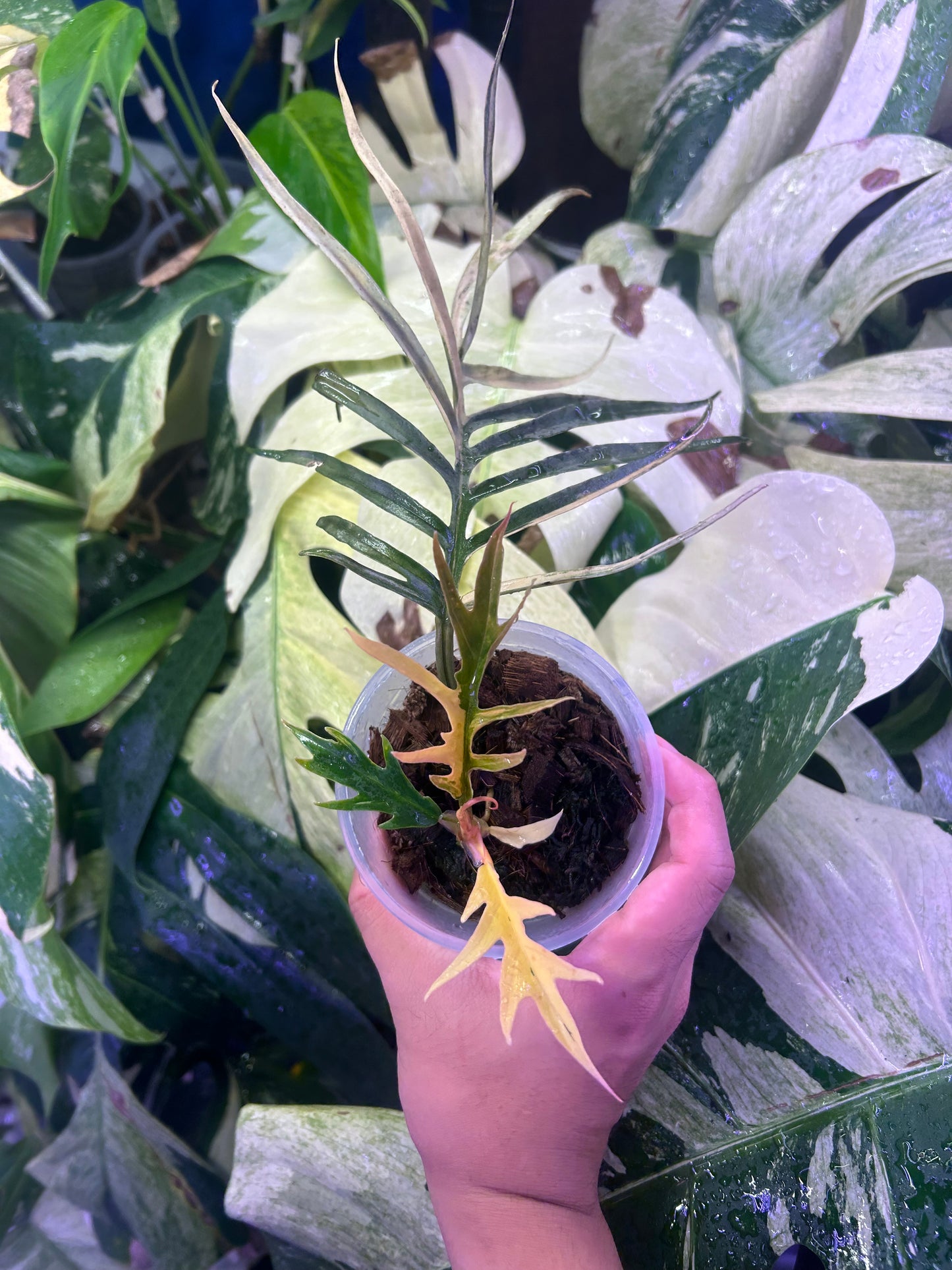 Philodendron Tortum Variegated
