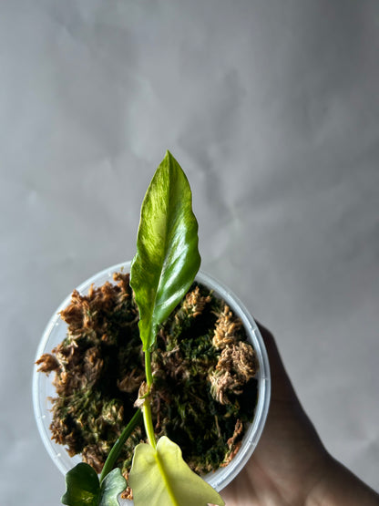 Philodendron Tortum x Florida Beauty