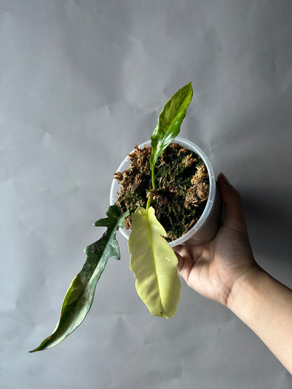 Philodendron Tortum x Florida Beauty