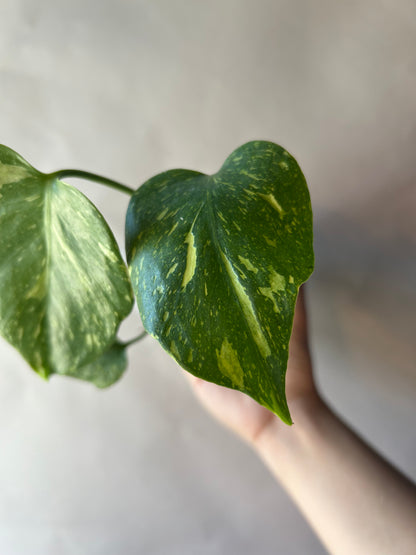 Monstera Deliciosa Electrolytes