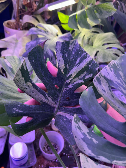 Monstera Vietciosa