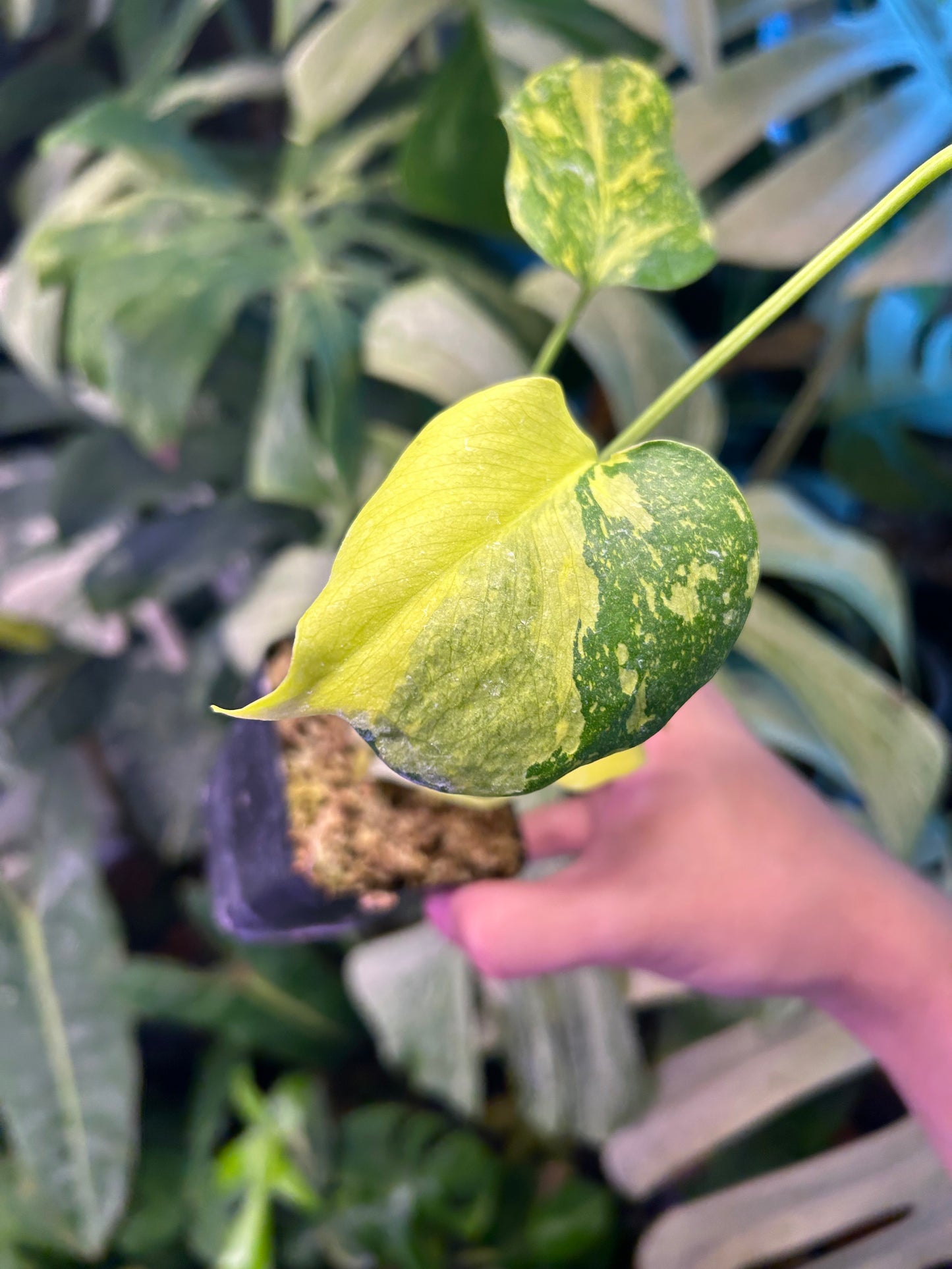 Monstera Deliciosa Electrolytes