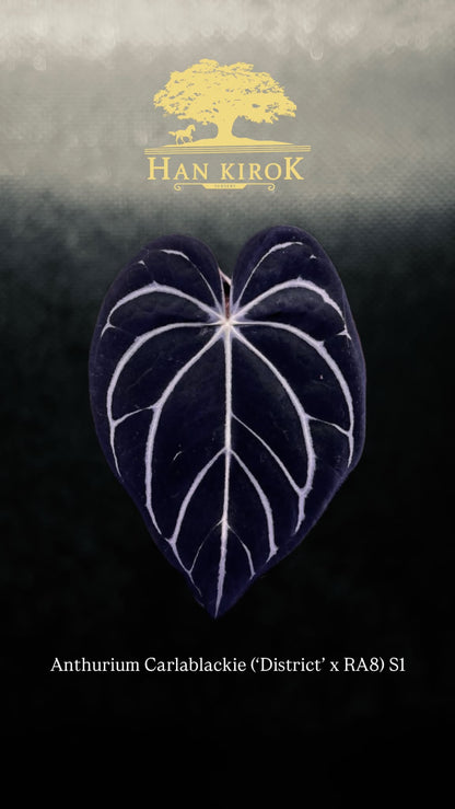 Anthurium Carlablackie (‘District’ x Ra8) S1