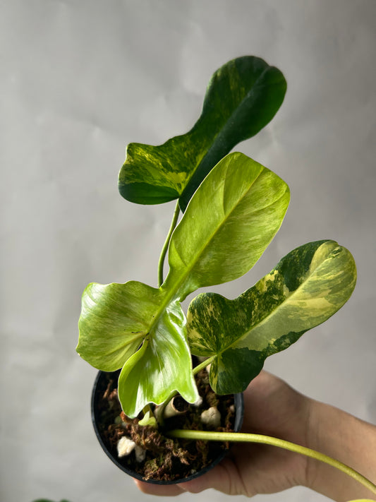 Philodendron Florida Beauty x Mayoi