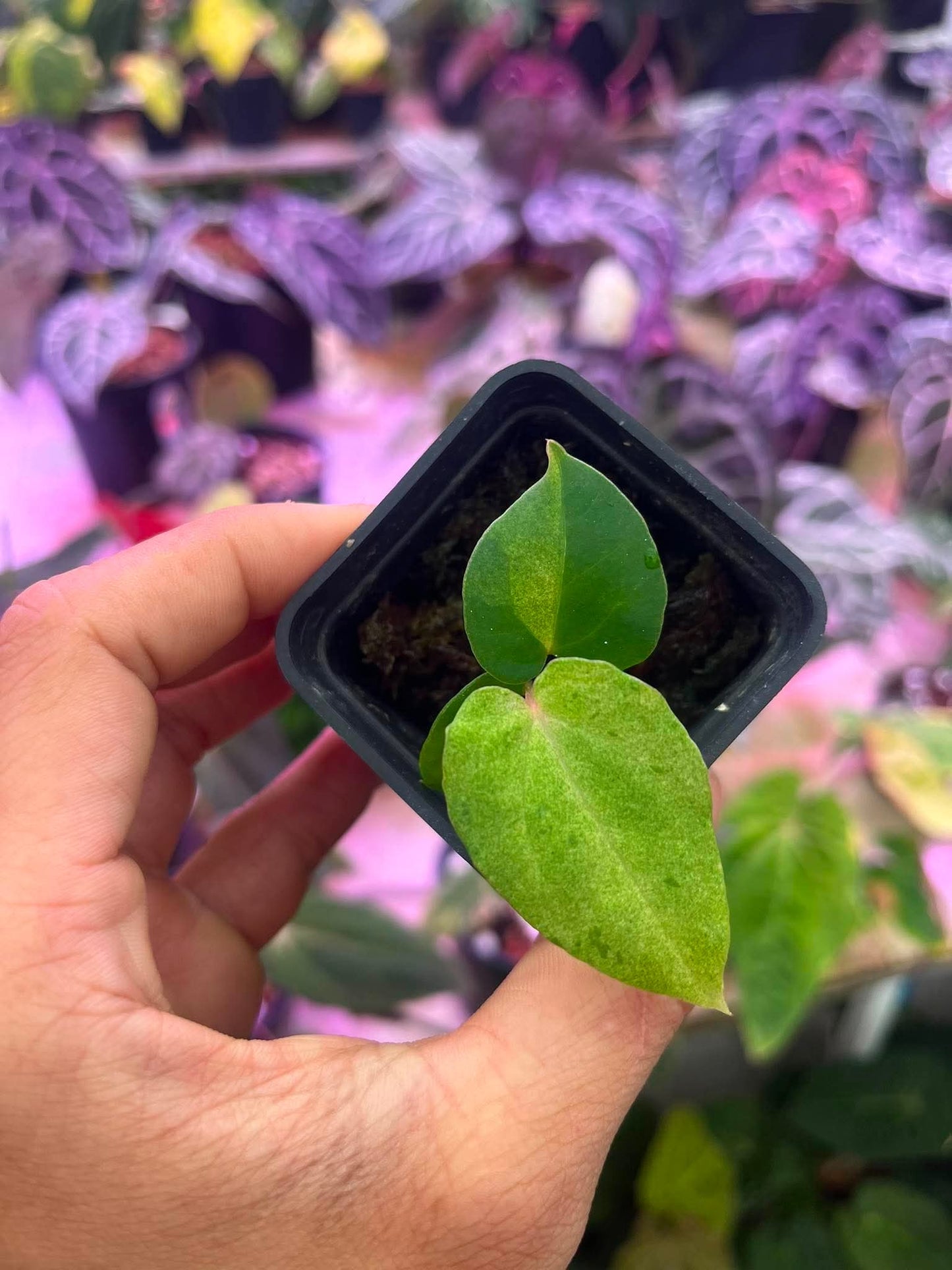 Variegated Anthurium (Pap Var x RL) x (DocBlock x RVDP) by Han Kirok