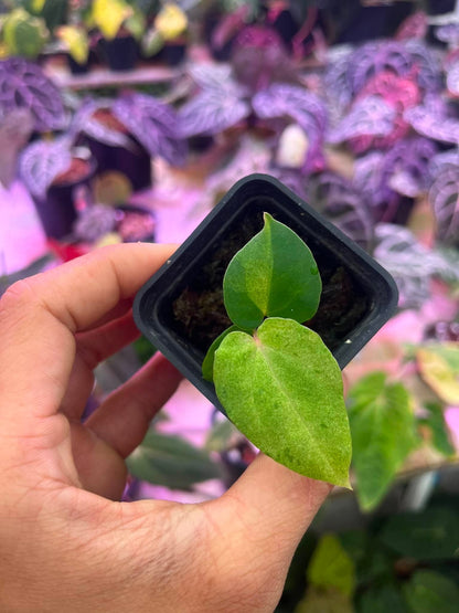 Variegated Anthurium (Pap Var x RL) x (DocBlock x RVDP) by Han Kirok