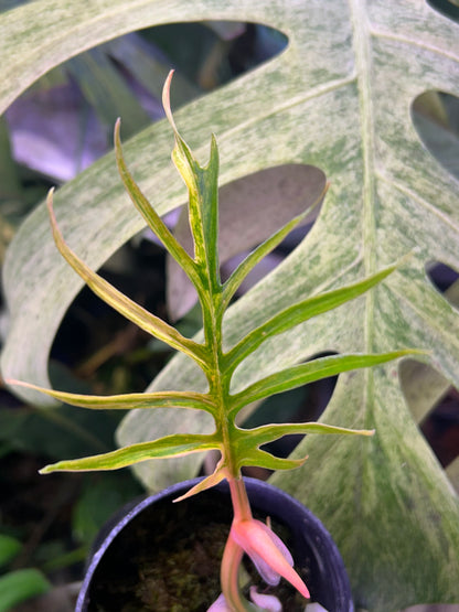 Philodendron Tortum Variegated