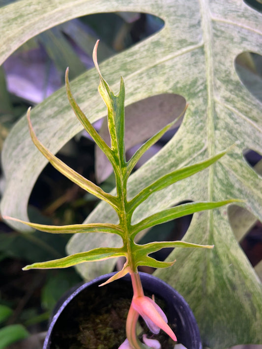 Philodendron Tortum Variegated